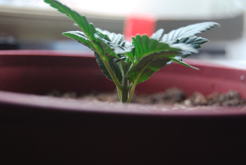 weednigga12011.jpg