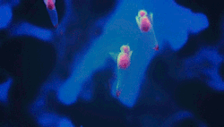 tumblr_lzinz2a4AH1r75abvo4_250.gif
