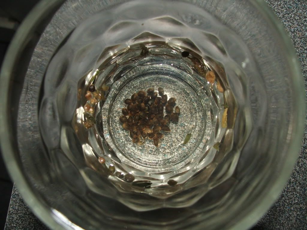 DSCF7685.jpg