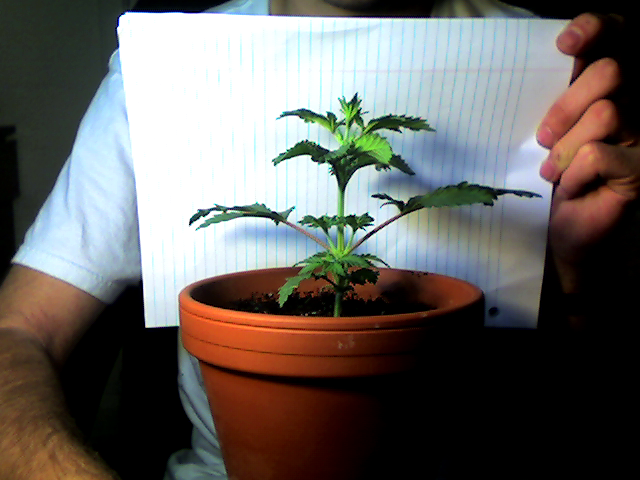 plant2.png