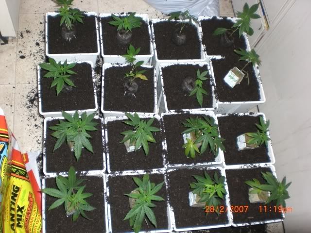 plants.jpg