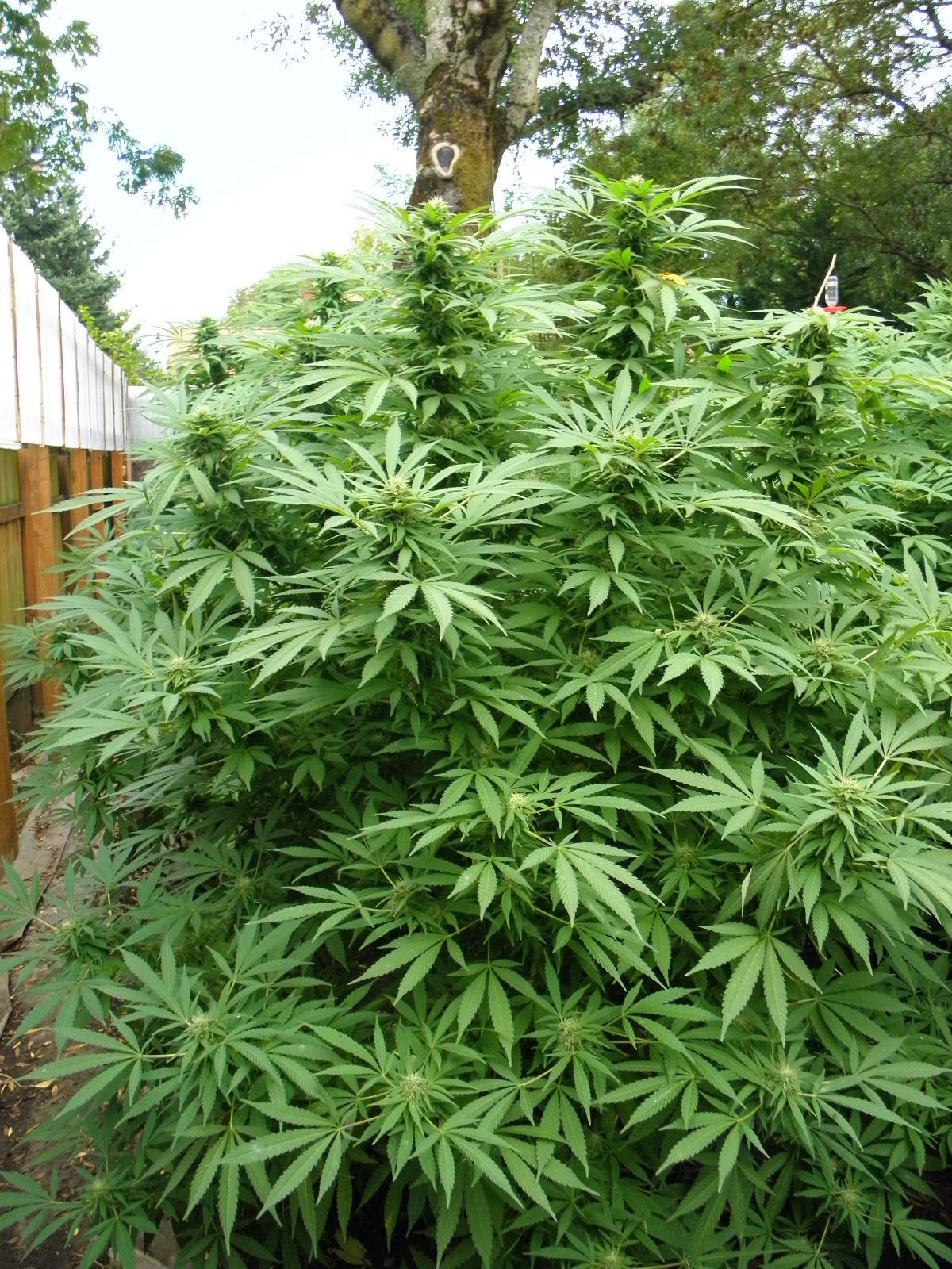 oregongreenseed.com