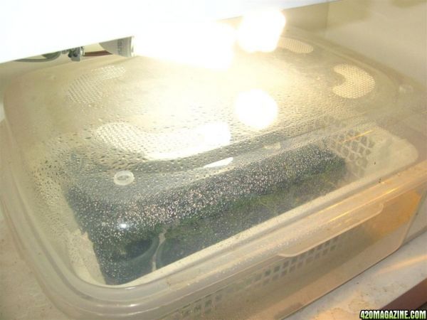 BB_CC_Grow_Update_Sep_13_043.jpg