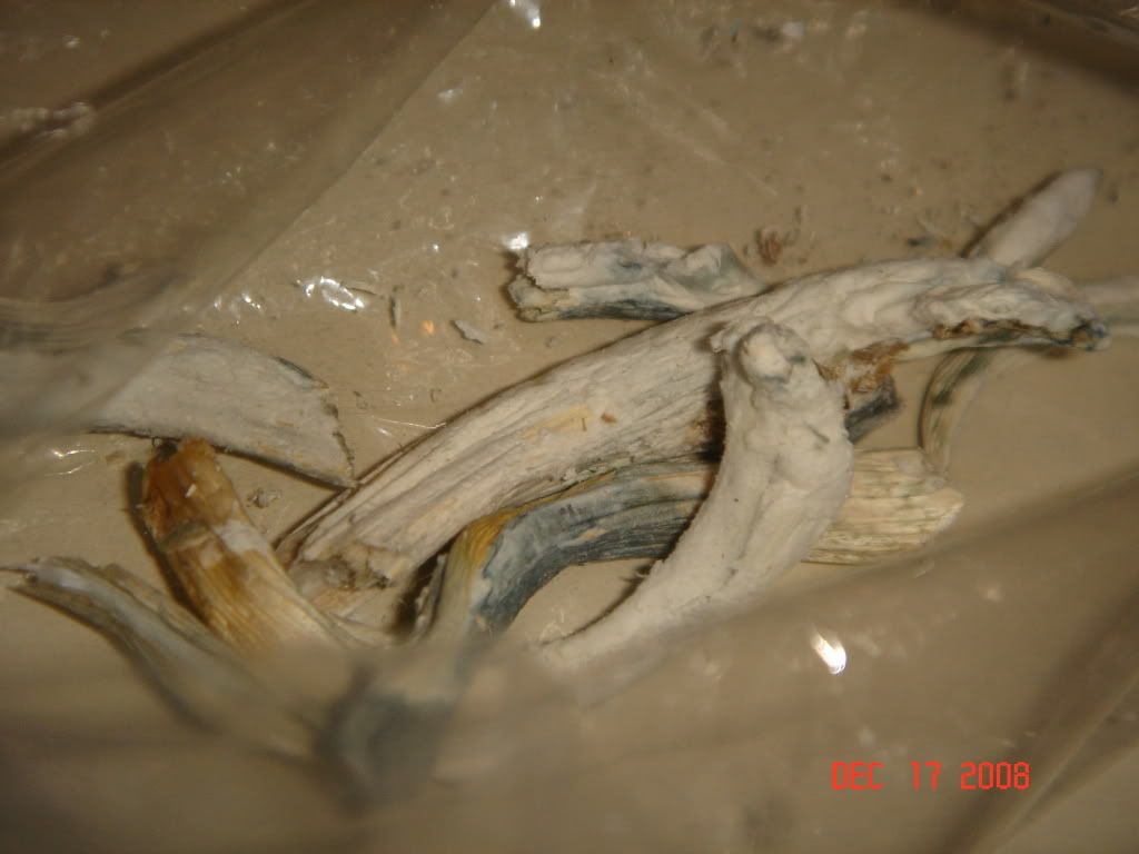 DSC02864.jpg