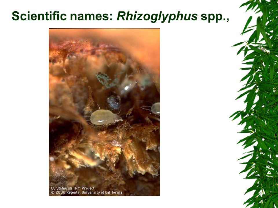 Scientific+names:+Rhizoglyphus+spp.,.jpg