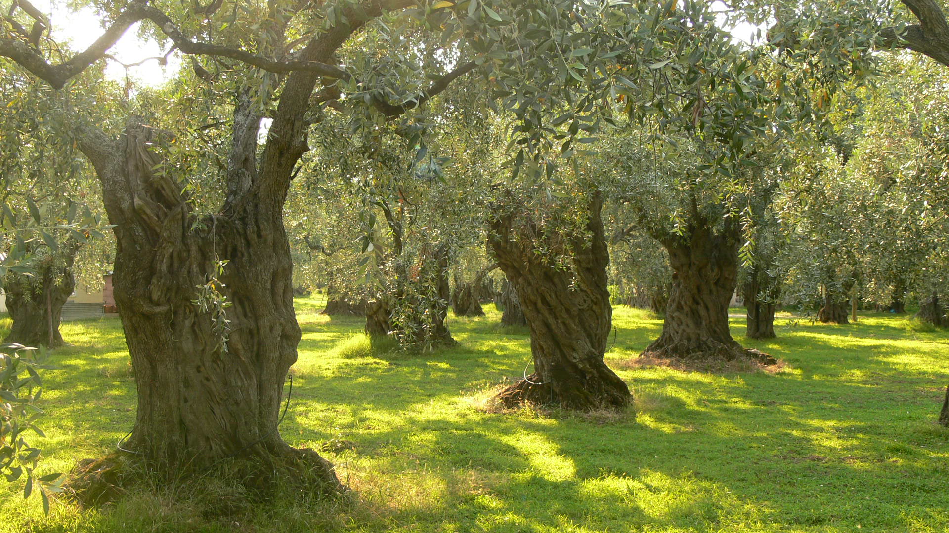 Olive_trees_on_Thassos.JPG