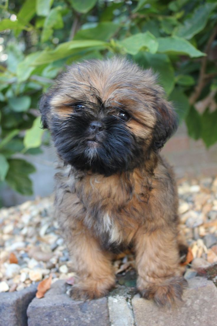Shih-Tzu-cross-Pug.jpg