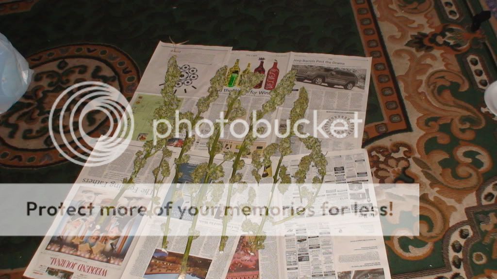 DSC00605.jpg