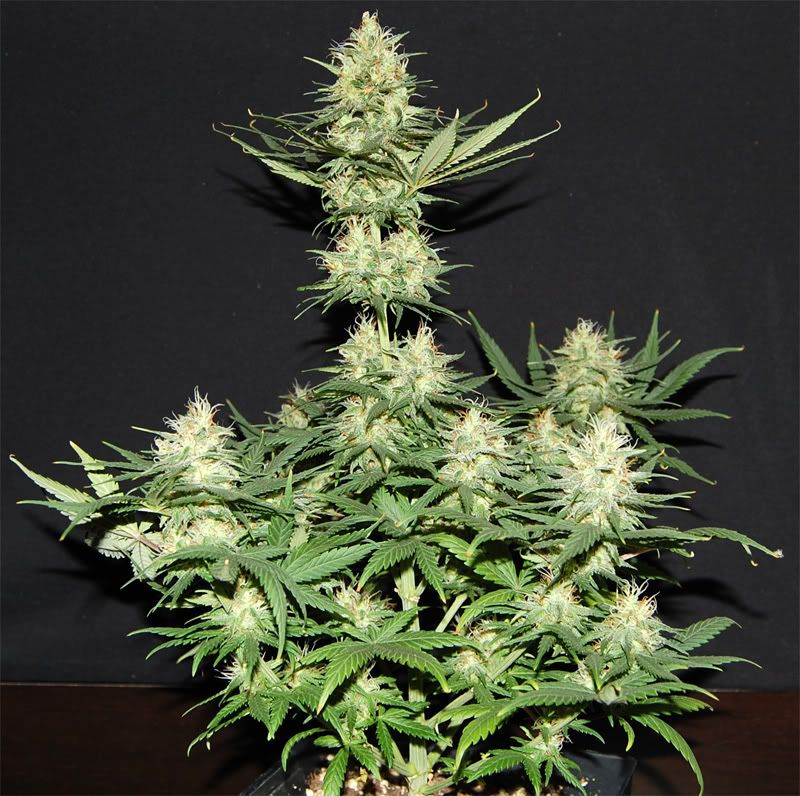 sour_all.jpg