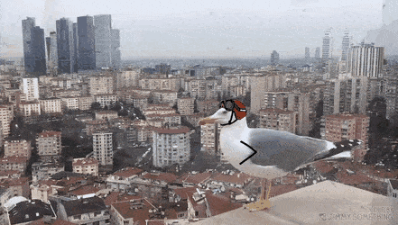 gifs_17.gif