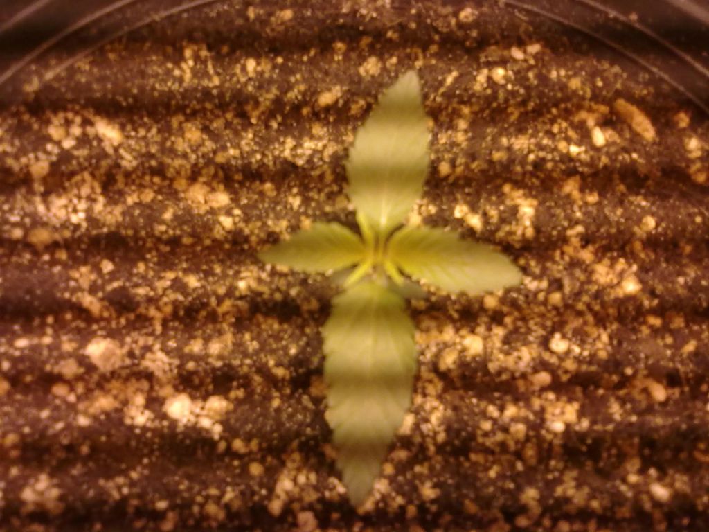 DAY11_PLANT3.jpg