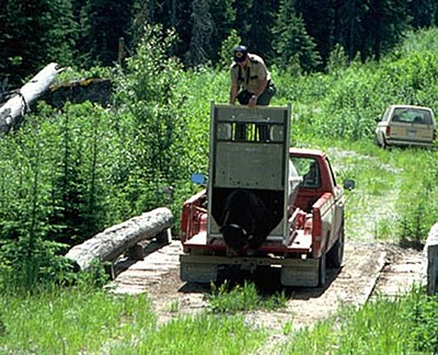 how_not_to_release_a_bear_02.jpg