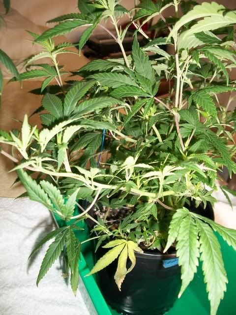 4-22-11018.jpg