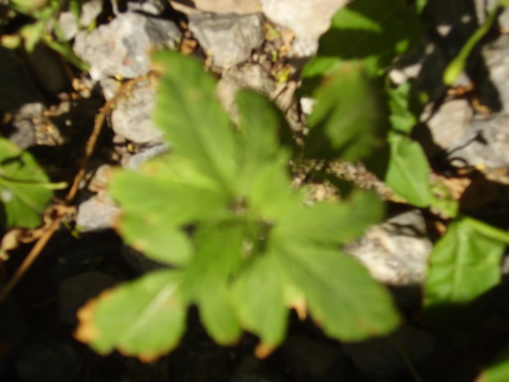 topview.jpg