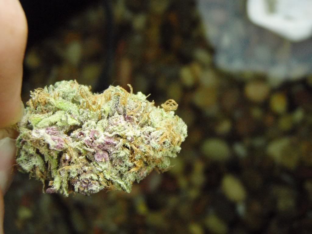 mpxmknug3_1024x768.jpg