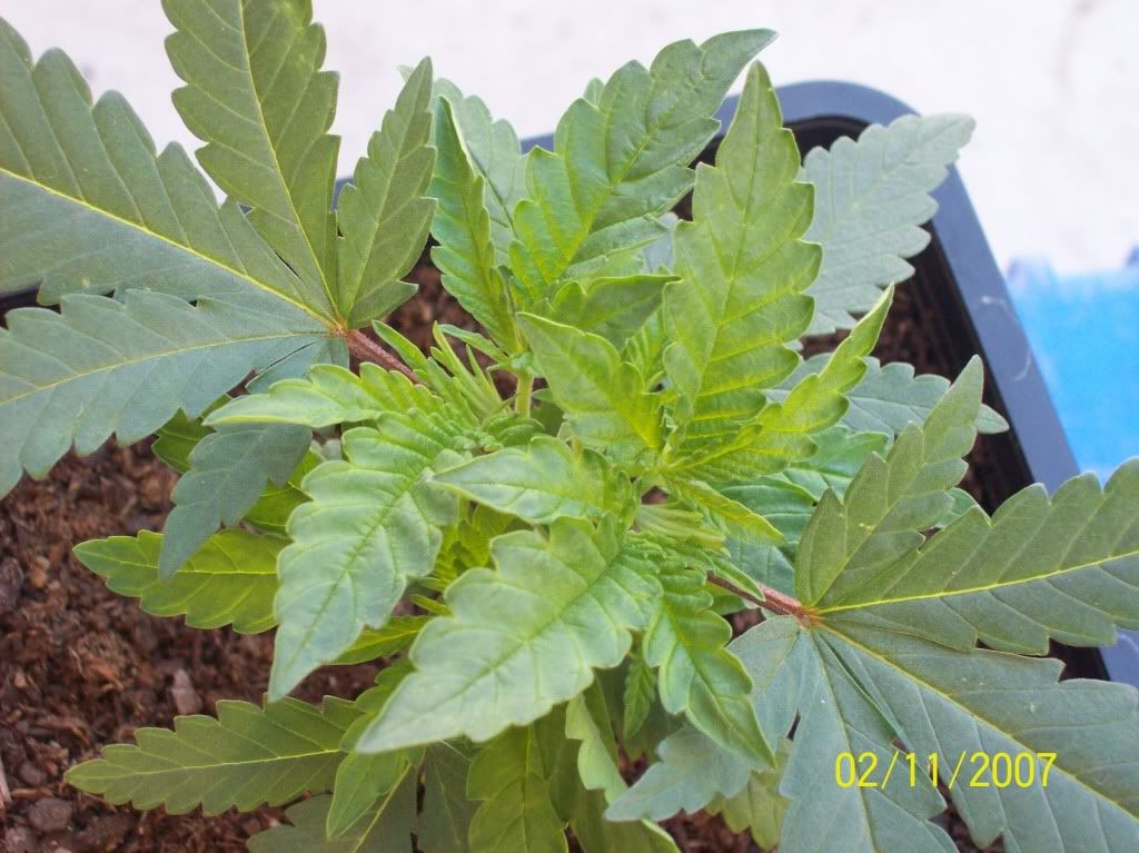 pb401.jpg