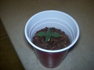 BagSeedtopangle.jpg