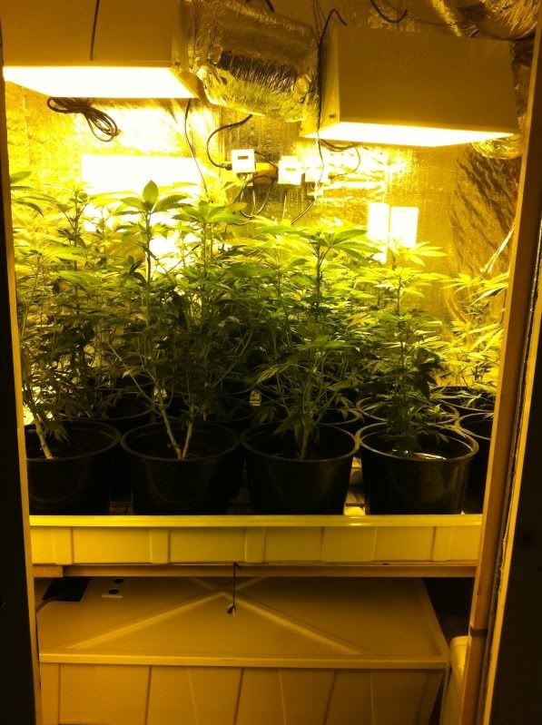grow025.jpg