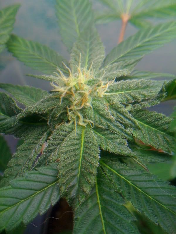 plant003.jpg