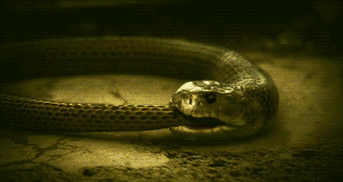 hD9uPZb.gif