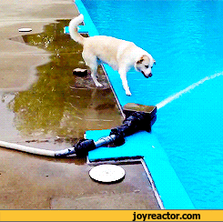 gif-dog-pool-fail-815861.gif