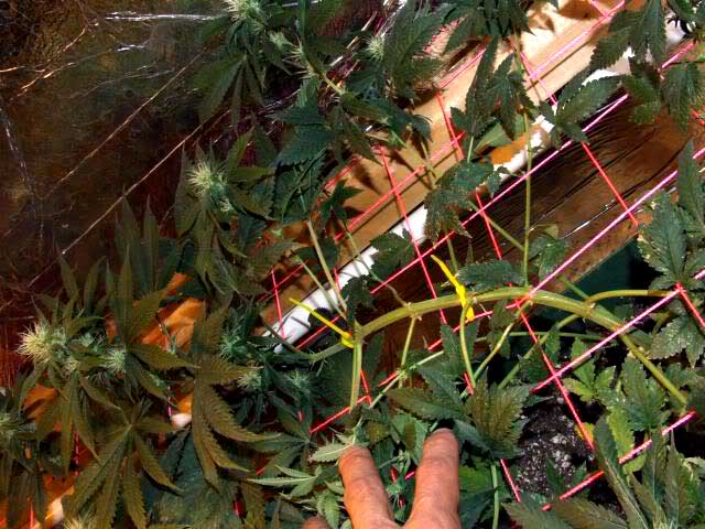 zip-ties-scrog.jpg