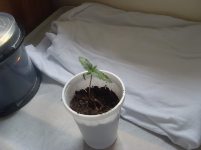 SDC12338.jpg