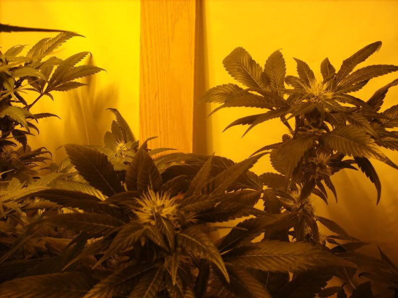 plants15014.jpg