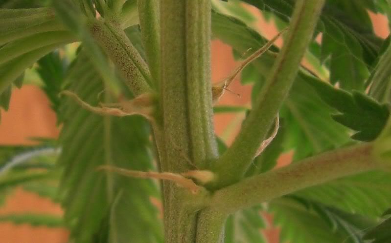 BMPistils3.jpg