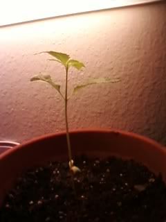 pot5.jpg