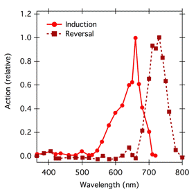 Fig6.png