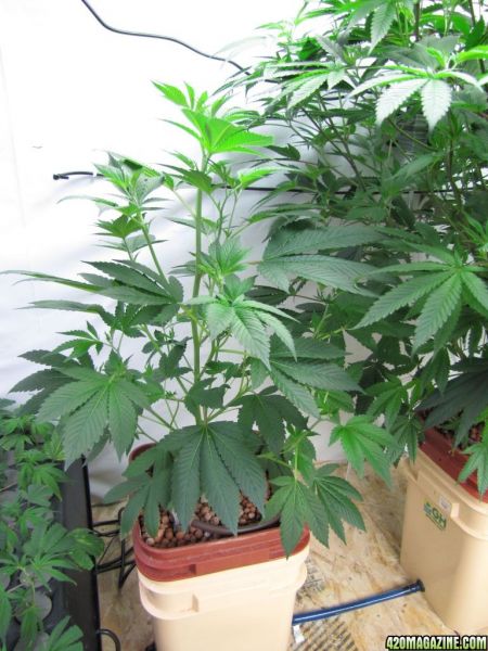 G132.jpg
