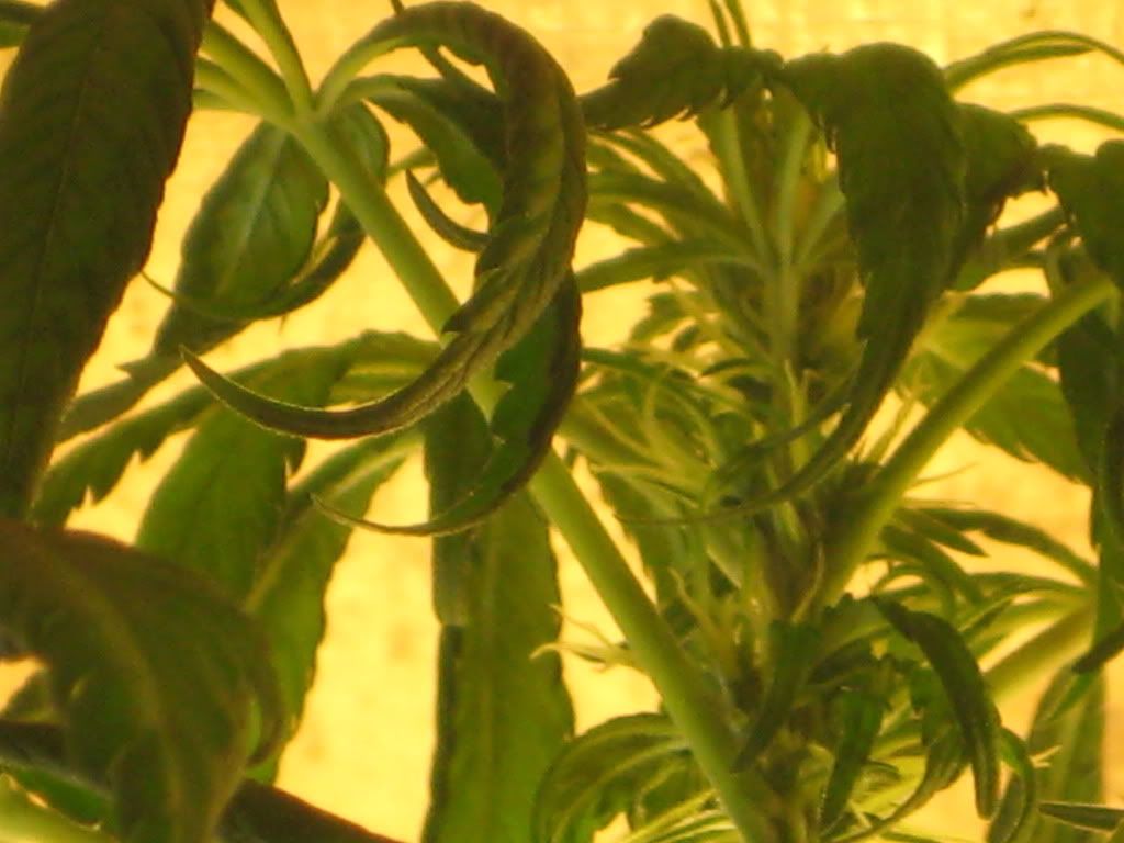 IMG_0366.jpg