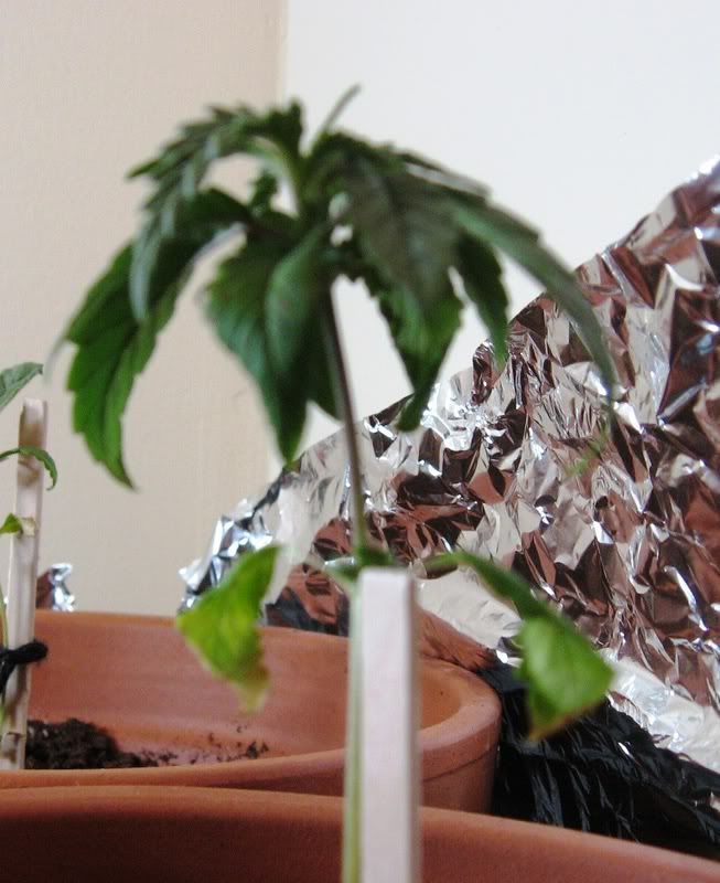 Plant_2.jpg