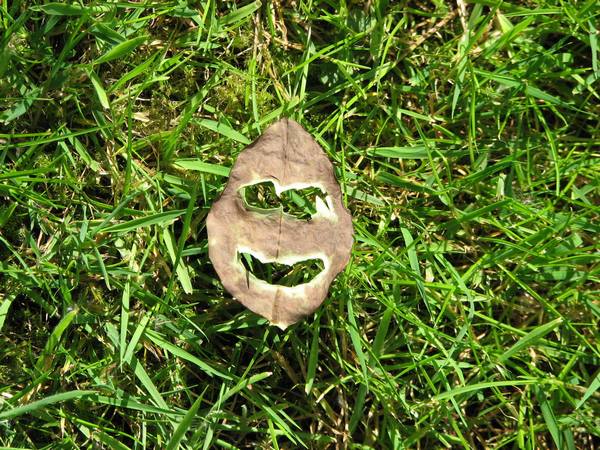 stan-carey-leaf-face-2.jpg