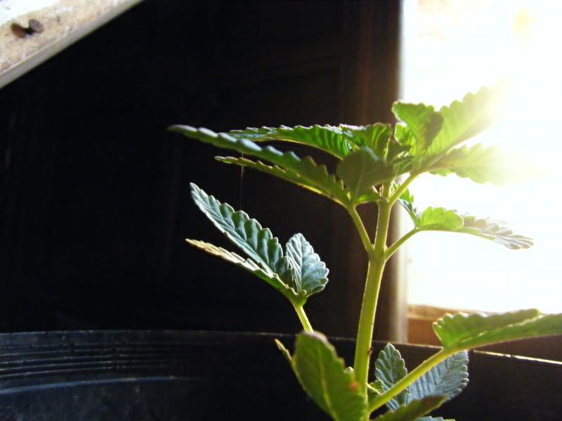 mj090005-2.jpg
