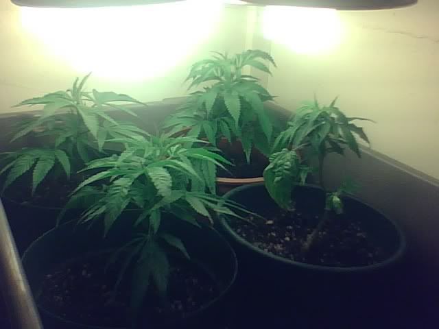 PlantPic2.jpg