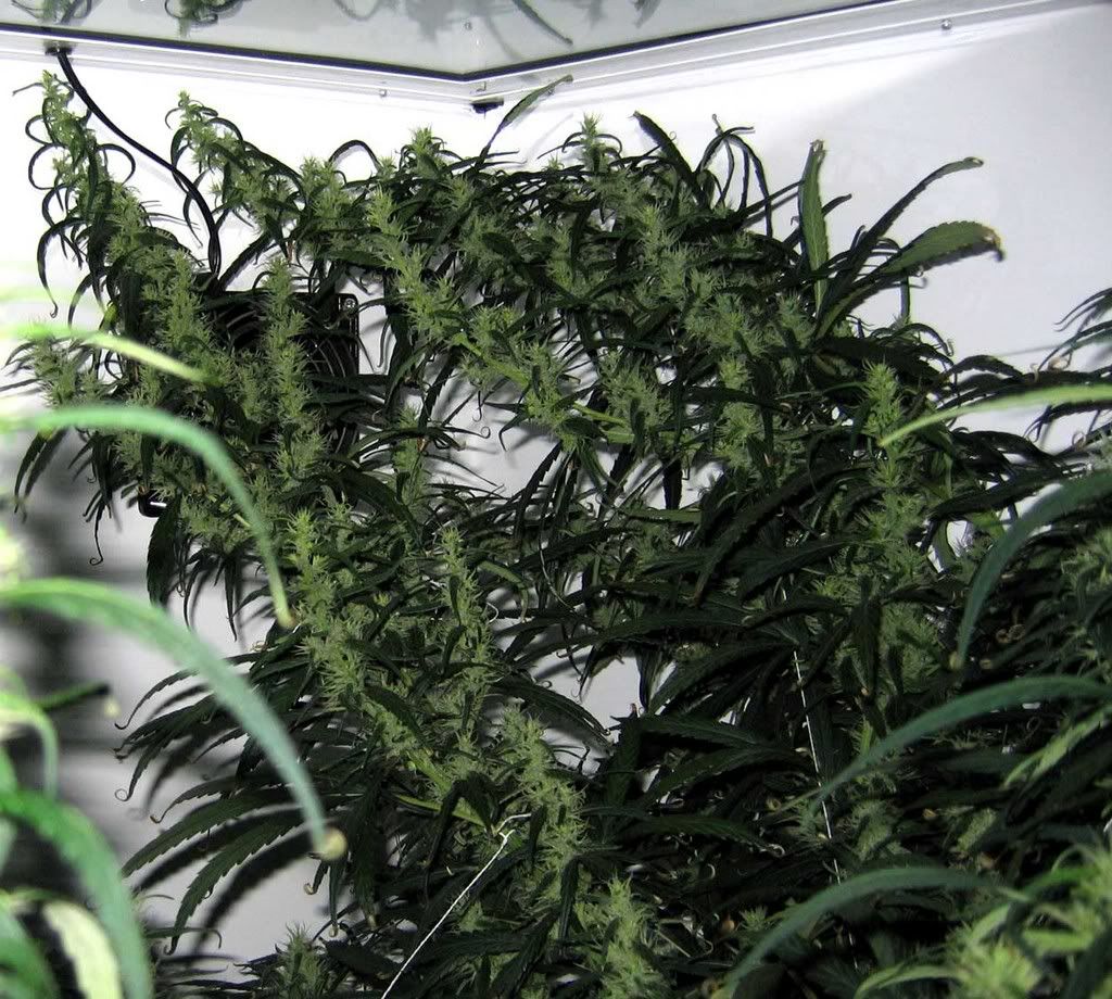 3-4-colas.jpg