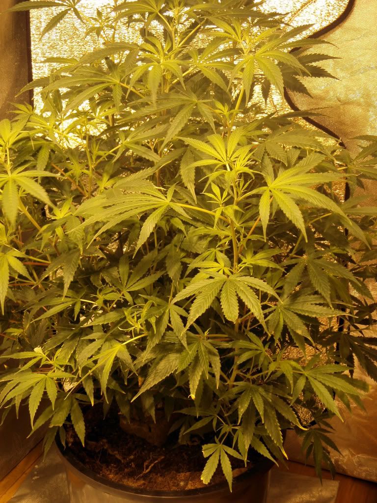 silverhaze2.jpg