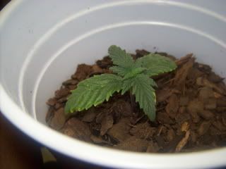 BagSeed.jpg
