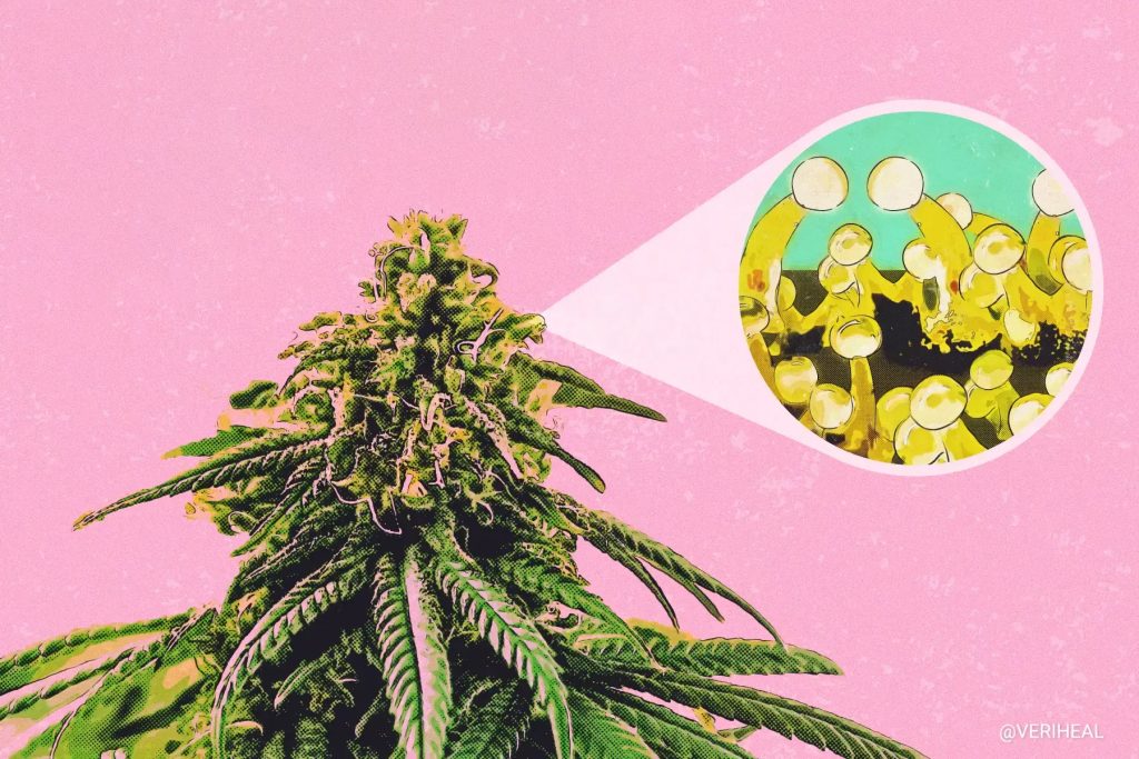 How Does Perlite Benefit Cannabis Plants? - RQS Blog