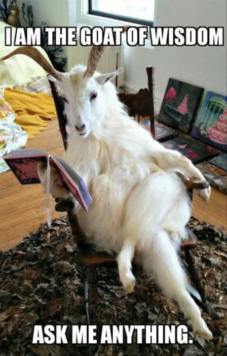 funny_animals_02.jpg