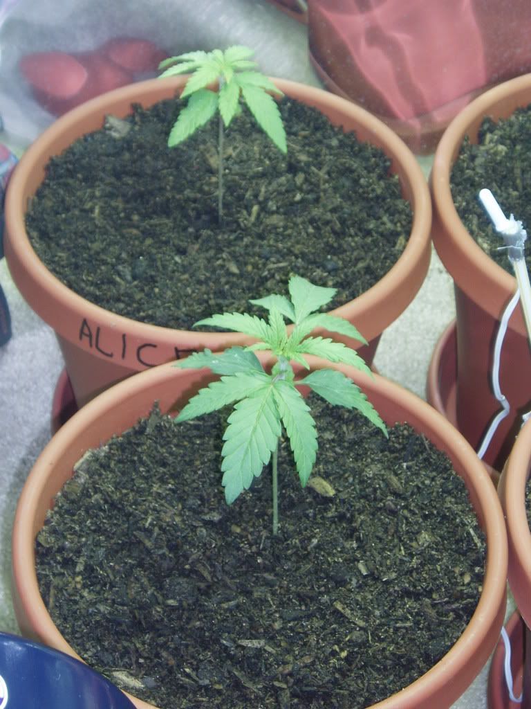 alicechamp2wk5dys.jpg