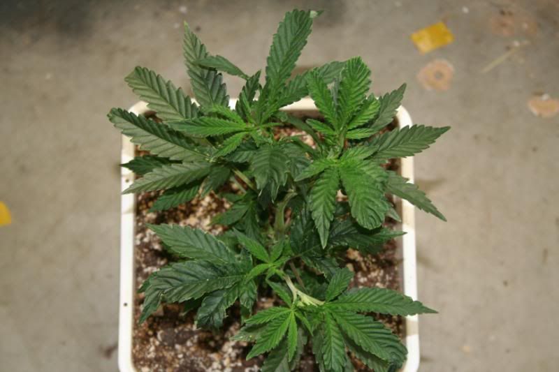SeedlingsandClones002.jpg