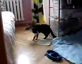 gifs_16.gif