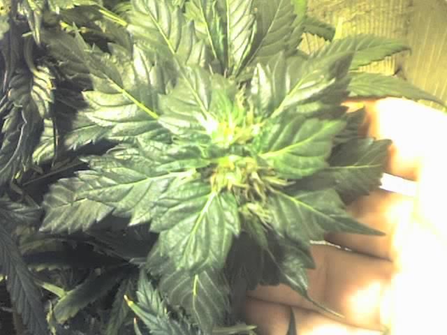 11-18-07_1323.jpg