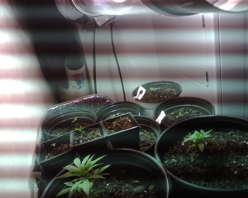IMG00423.jpg