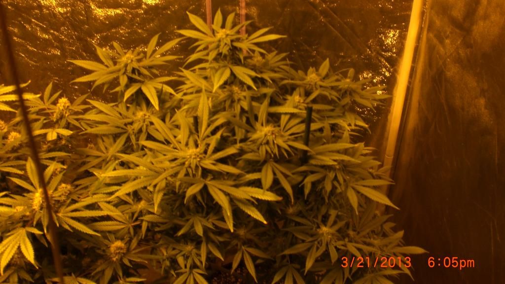 CIMG7402_zpse57bca57.jpg