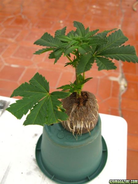 BB_CC_Clones_Sep18_032.jpg