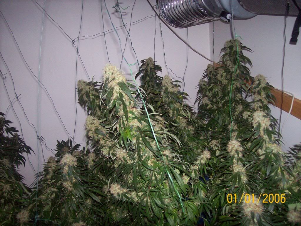 Plants015.jpg